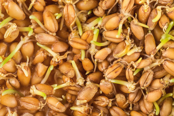 Close up of wheat germ background