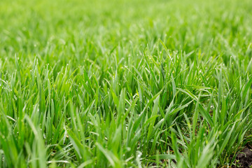 Close up of fresh thick grass with water drops in the early morning