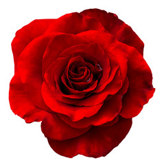 Obraz premium Red rose isolated on the white background