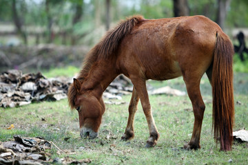 Naklejka na ściany i meble thai horse eating grass in a field.