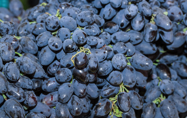 Blue wine grapes background