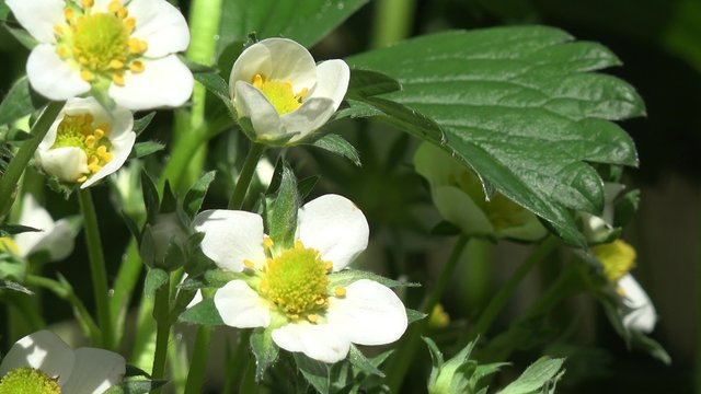 flowering strawberry plant 
