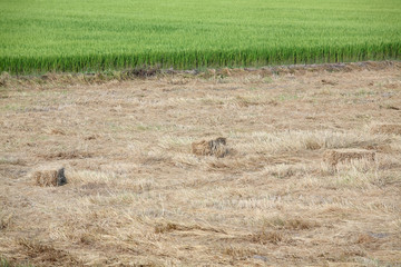 landscape of paddy field.