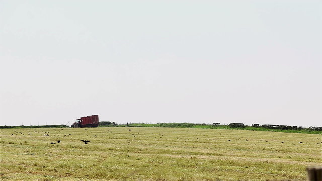 Tractor and an empty trailer on a farm track heading for a refilling at a hay-making field in Wales. The foreground field has already been cut and is full of birds foraging on the ground.