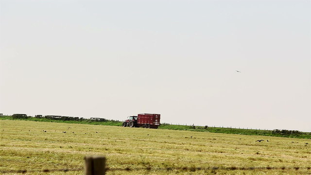 Tractor and an empty trailer on a farm track heading for a refilling at a hay-making field in Wales. The foreground field has already been cut and is full of birds foraging on the ground.
