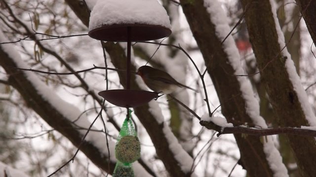 Winterf&uuml;tterung von Singv&ouml;geln