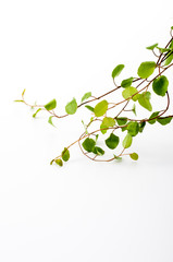 ワイヤープランツ