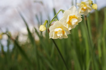 八重咲き日本水仙