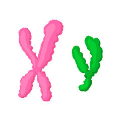 X and Y chromosome cartoon icon 