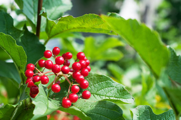 Bunch of red viburnum