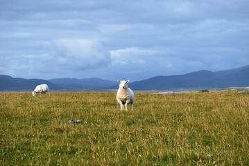 Fototapeta premium posing sheep