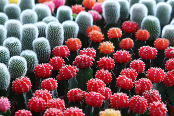 colorful cactus