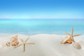 shells on sandy beach, Summer concept 