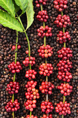 Coffee beans ripening on dried berries coffee beans backgourng