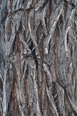 Bark Tree wood texture