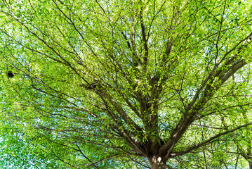 Tropical treetop (Terminalia ivoriensis A. Chev. in science name)