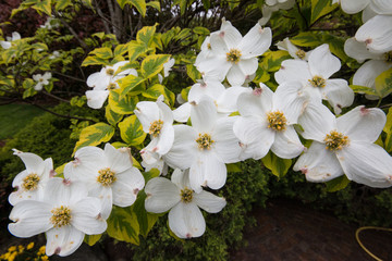 fiori di Cornus Florida