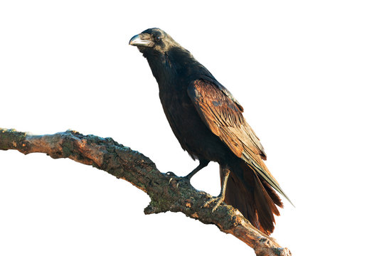 Common Raven Isolated