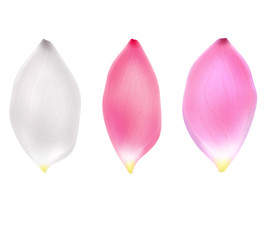 Three big Lotus Lily petals isolated on white.