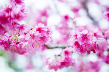 sakura, thai cherry blossom in garden