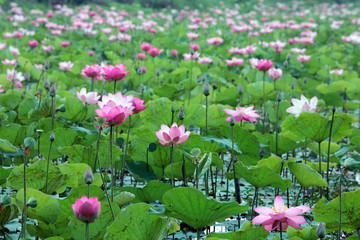 lotus flower blooming in swamp,shallow DOF