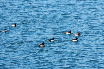 Tufted duck (Aythya fuligula)