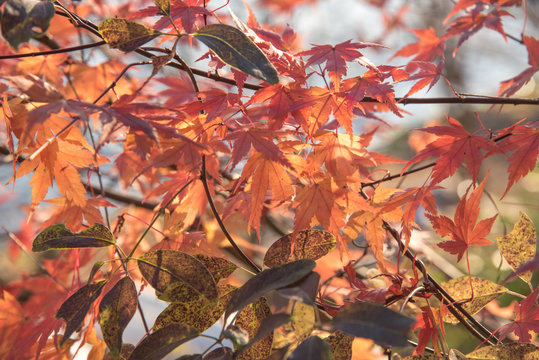 view of red maple leave in Japan