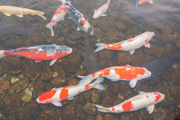 Koi fish in the pond.