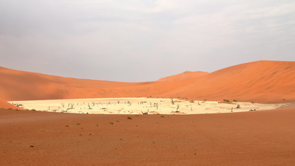 Sossusvlei: dead acacia trees in the Namib Desert, Namibia