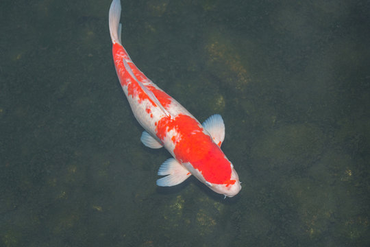 Koi fish in the pond.