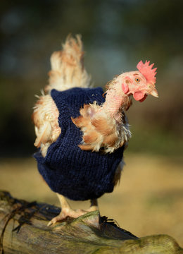 Ex battery chickens with knitted pullovers to keep them warm