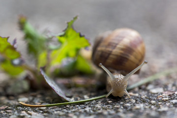 Weinbergschnecke
