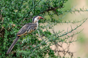 hornbill bird on the tree