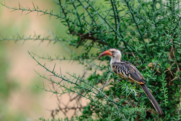 hornbill bird on the tree