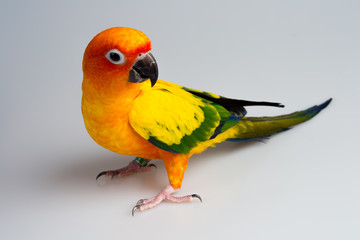 Sun conure parrot