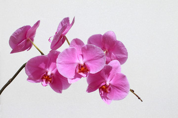 flor orquidea rosa 9819-f16