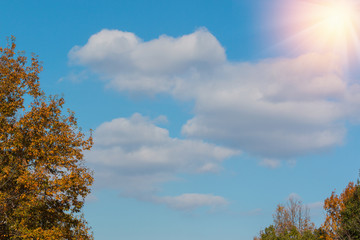 cloud and sky with a treetop.