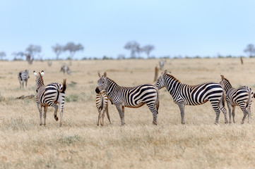 Obraz na płótnie Canvas herd of zebra