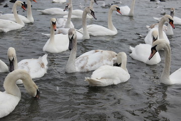 Obraz premium Wild swans