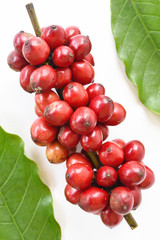ripe coffee beans isolated on white background