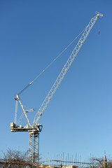 White crane, blue sky