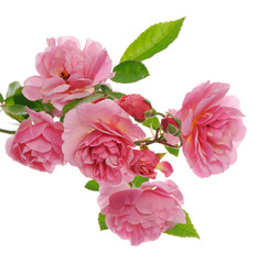 Fototapeta premium branch of pink climbing rose