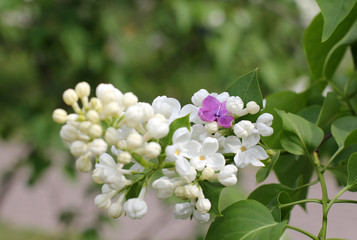unusual flower of white lilac/delicate white lilac flower with unusual dark