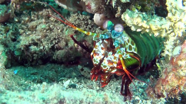 Colorful Mantis Shrimp Hiding In Coral Reef - Best Eyes Of All Living Creatures