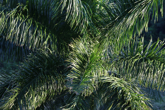 Cuba, Vinales, Palm Tree