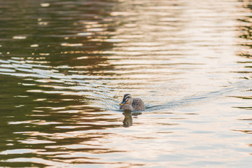 Duck swimming in the river.