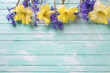 Bright colorful yellow and blue spring flowers  on turquoise  pa
