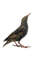  Starling