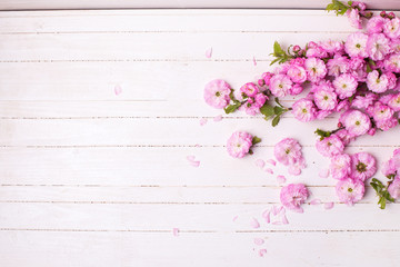 Background with bright pink   flowers on white  wooden planks.