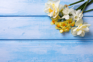 White and yellow narcissus  and tulips flowers on blue  painted